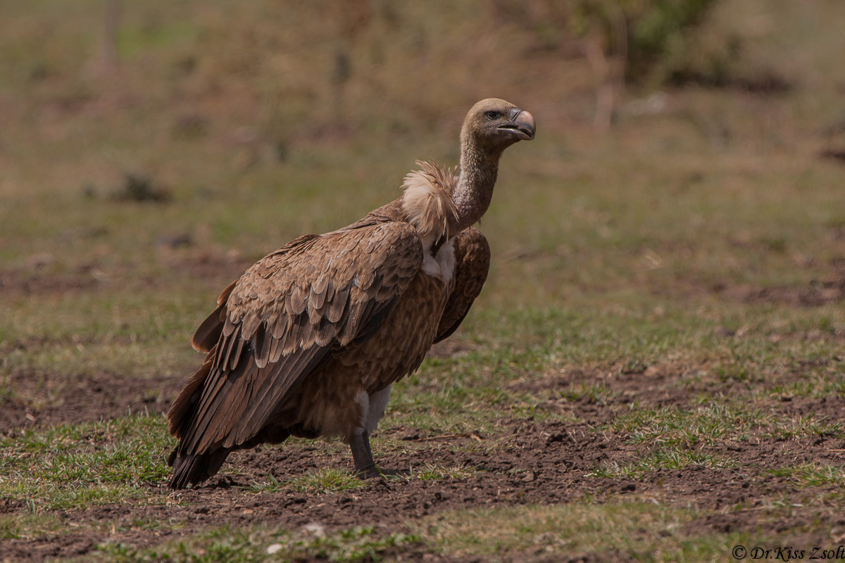 Vulture di Rppell
