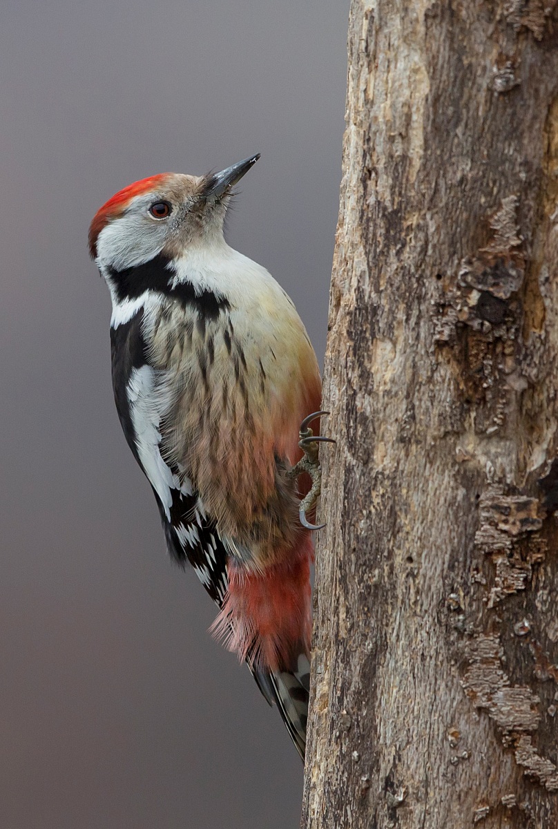 picchio rosso mezzano