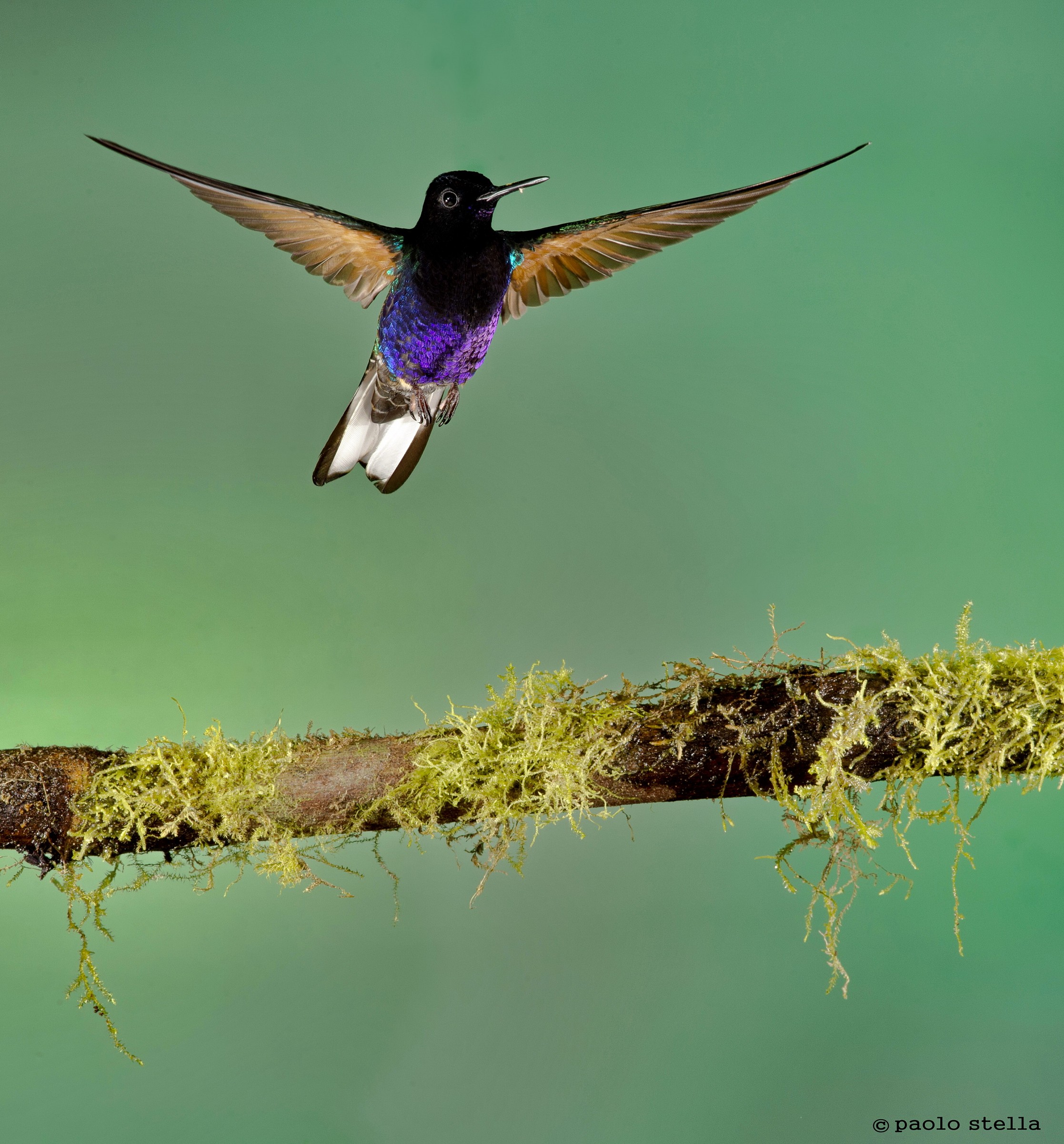 Velvet-purple Coronet (Boissonneaua jardini)