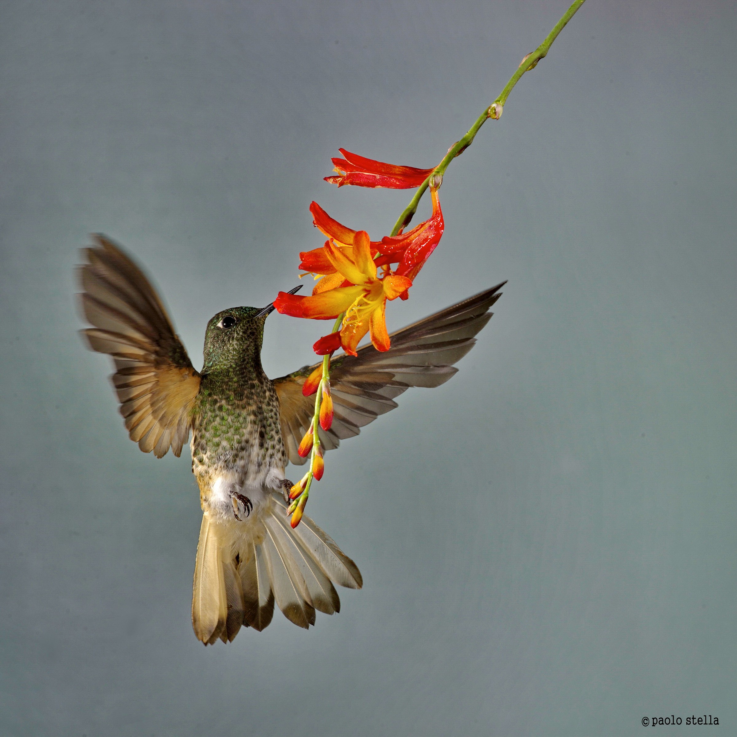 Many-spotted Hummingbird (Taphrospilus hypostictus)