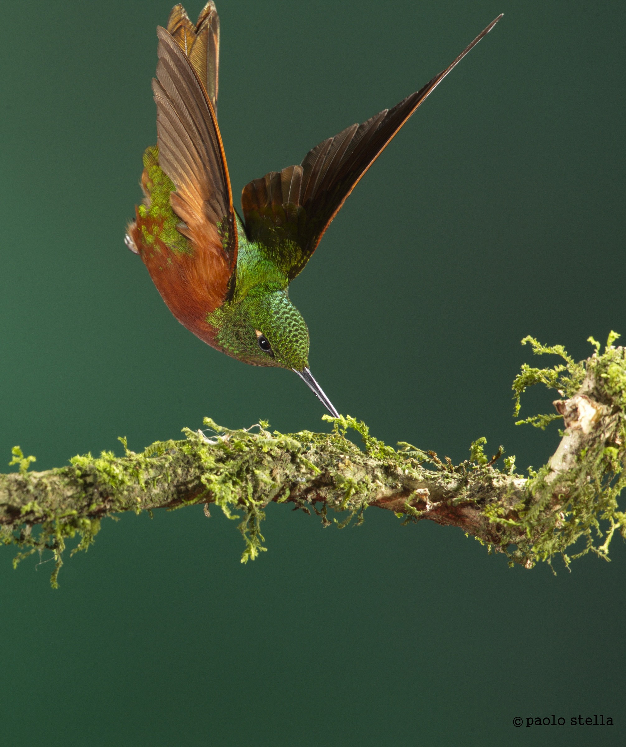 Rufous-tailed Hummingbird (Amazilia tzacatl)