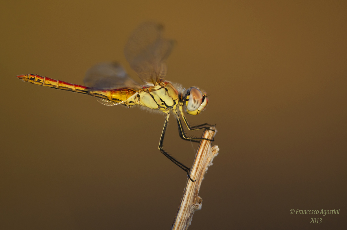 Dragonfly