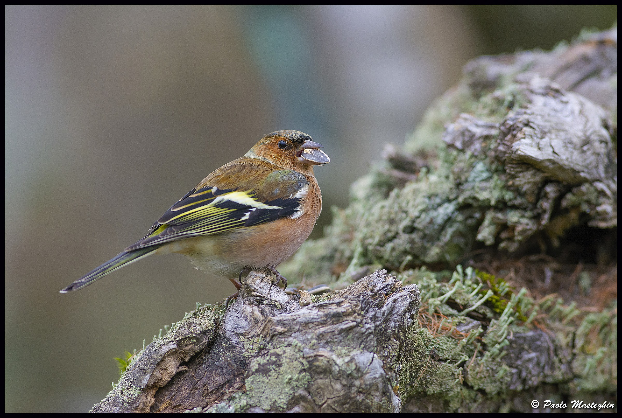 Feed the hungry .....