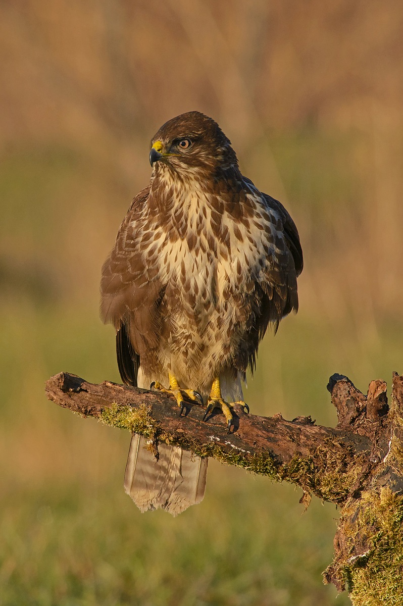 Buzzard ...