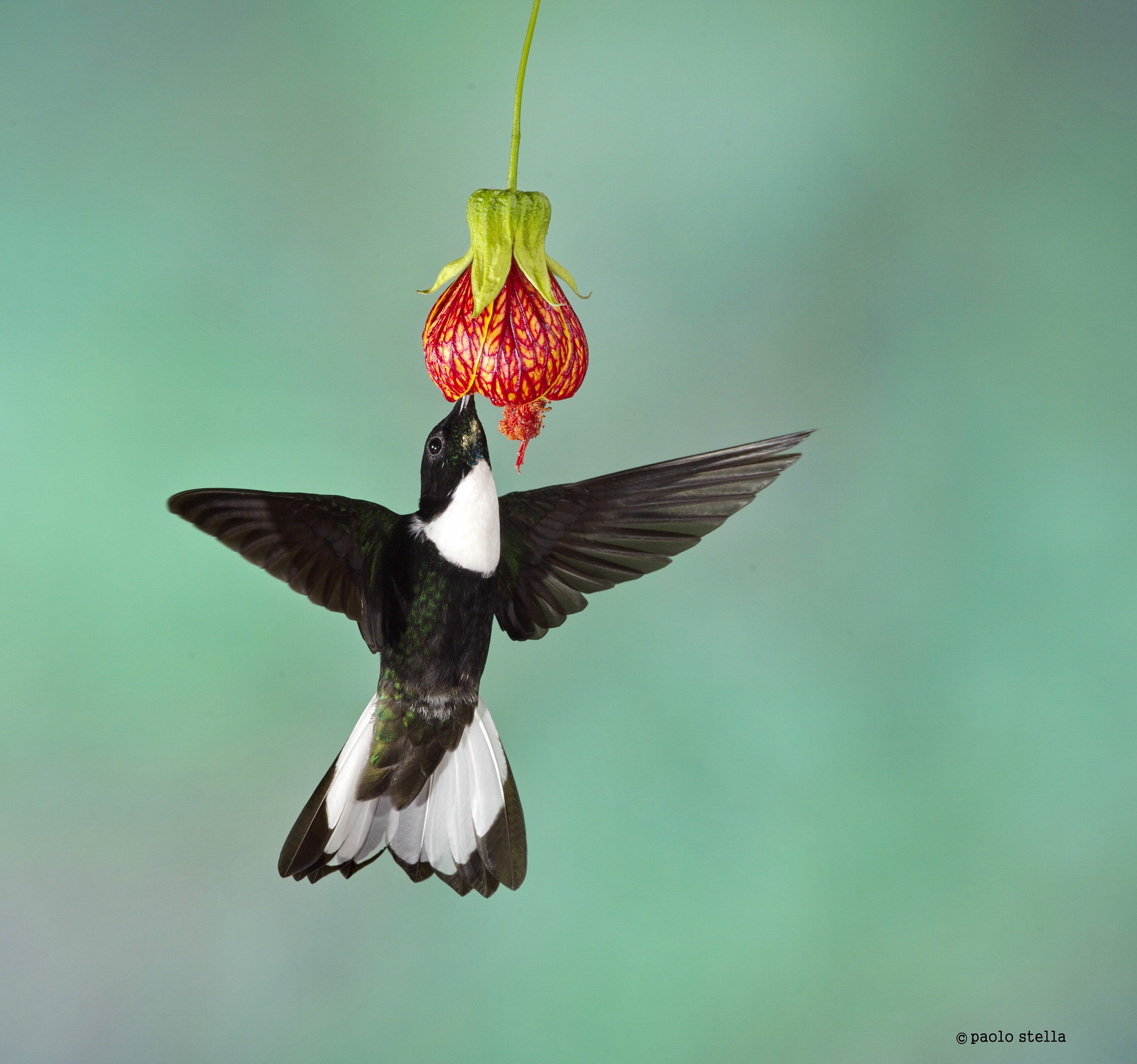 Collared Inca M (Coeligena torquata)