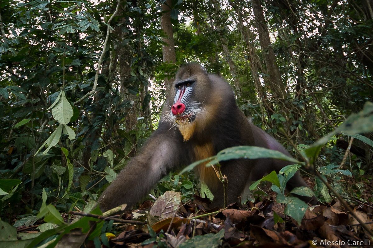 Mandrillo into the wild