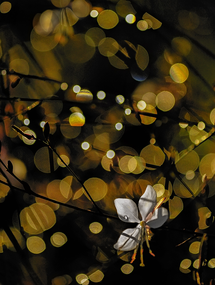 A festival of lights for the good wishes