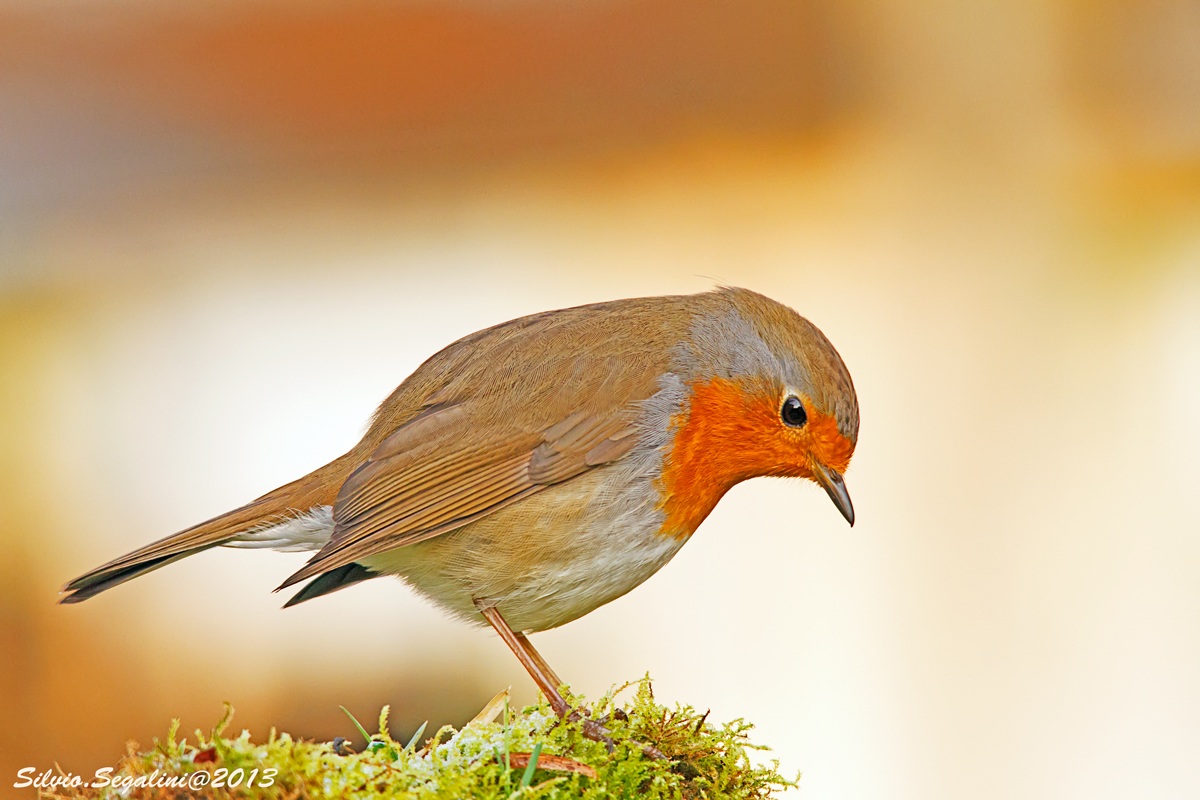 pettirosso casilingo