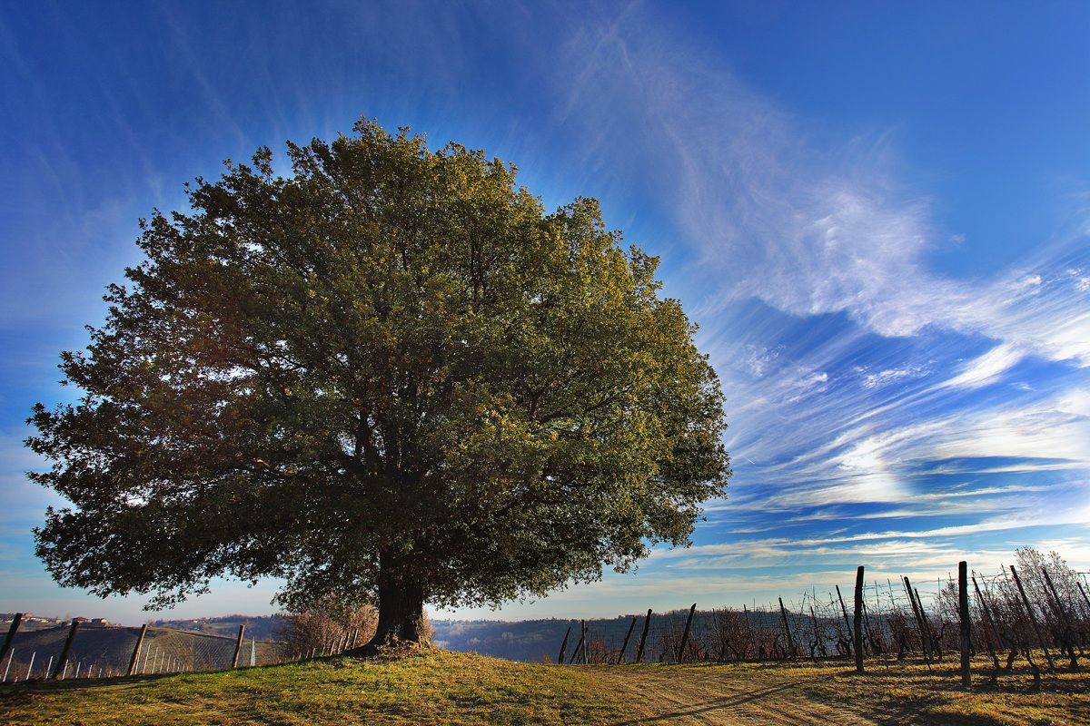 The foliage dll'albero