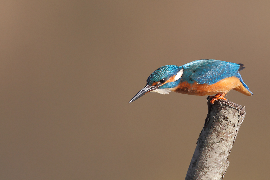 Alcedo atthis - Momentum -