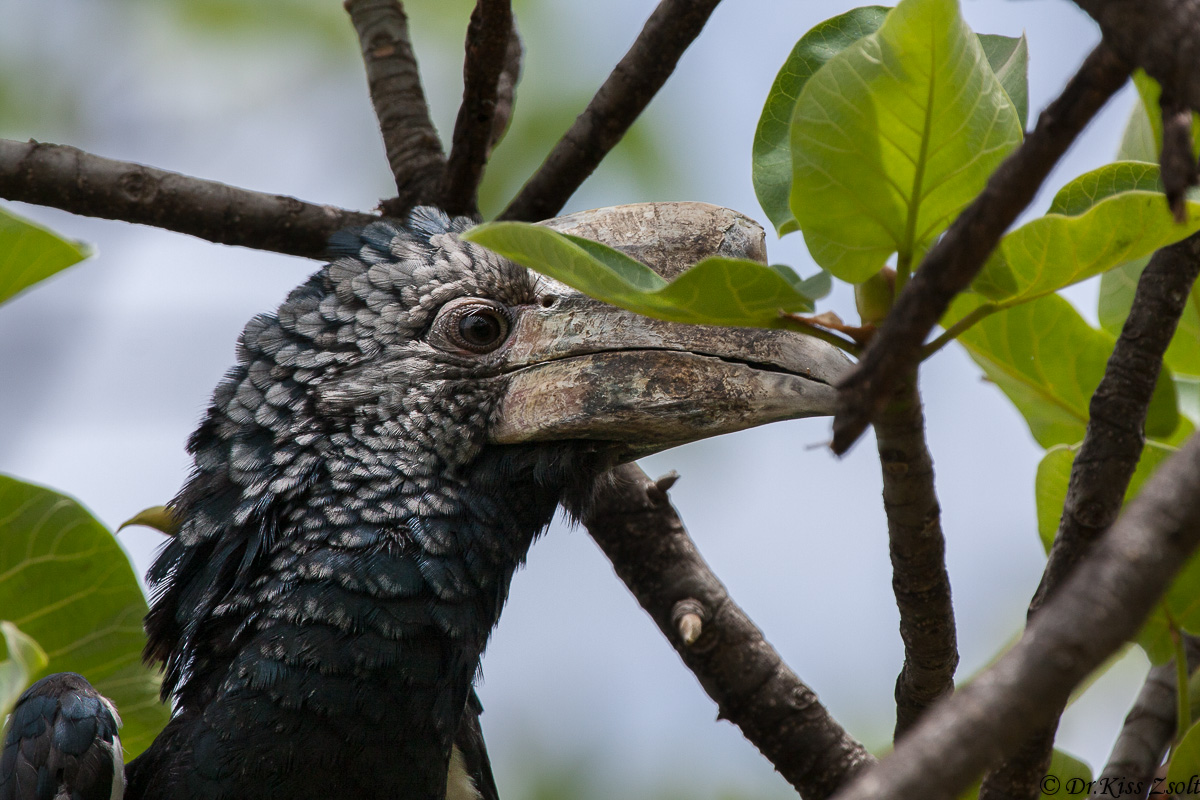Silvery dalle guance Hornbill