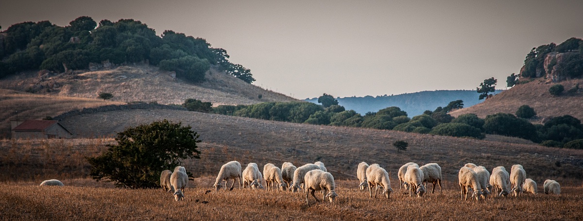 Sardinian countryside.