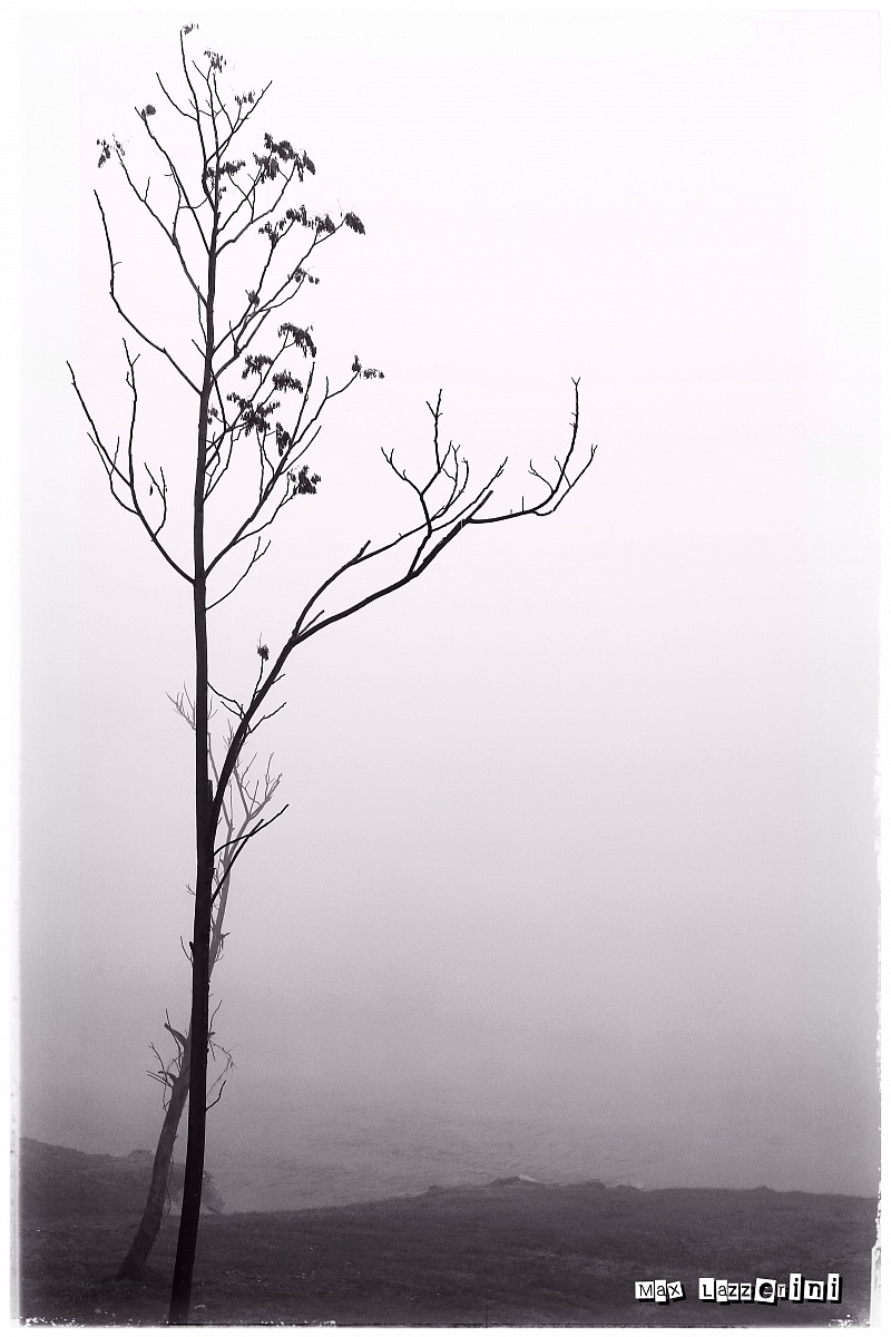 Fog # 1