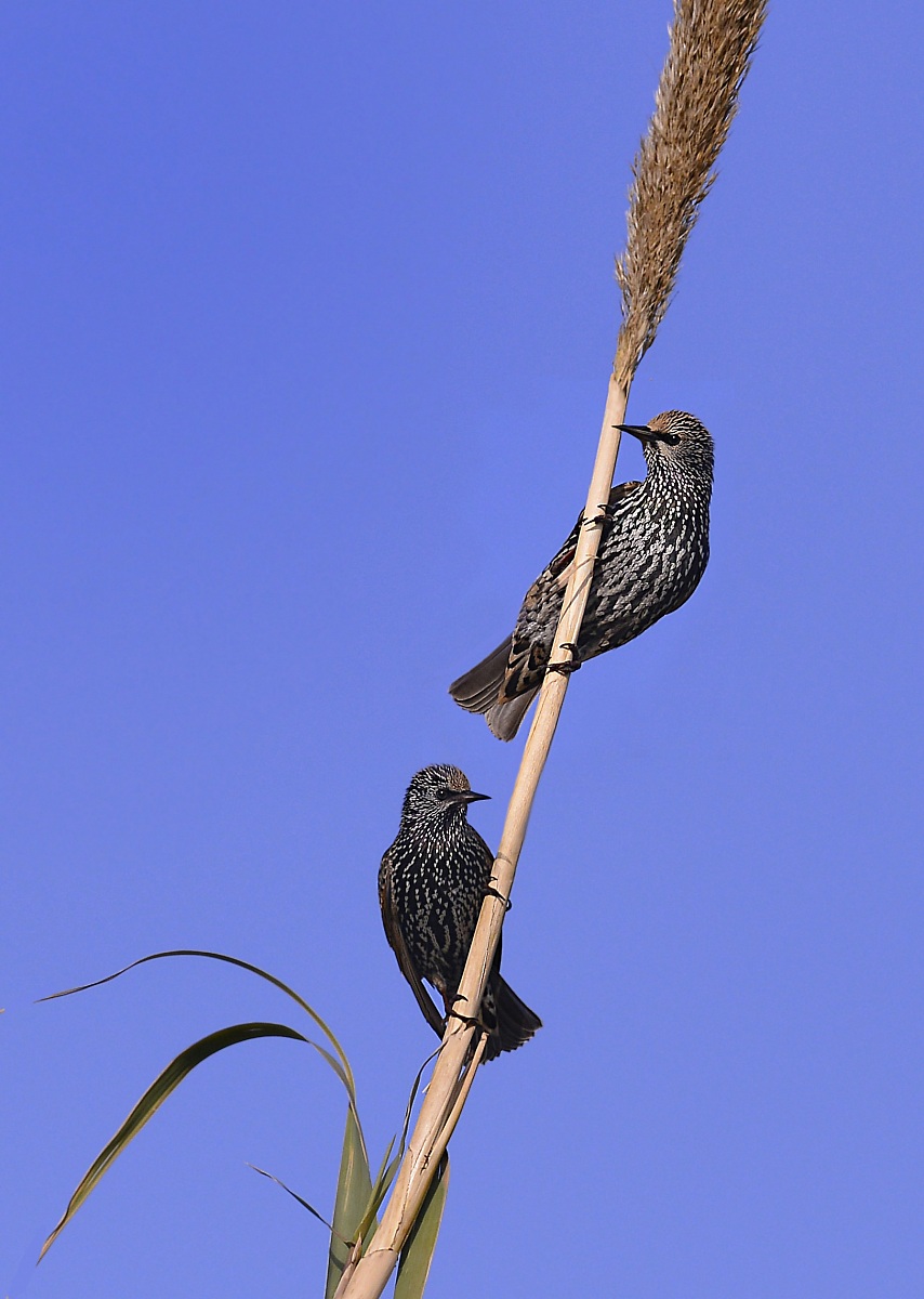 starlings