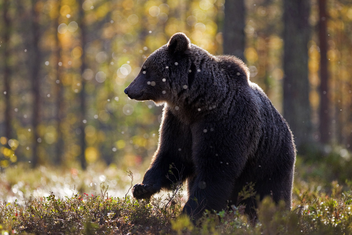 the enchanted forest