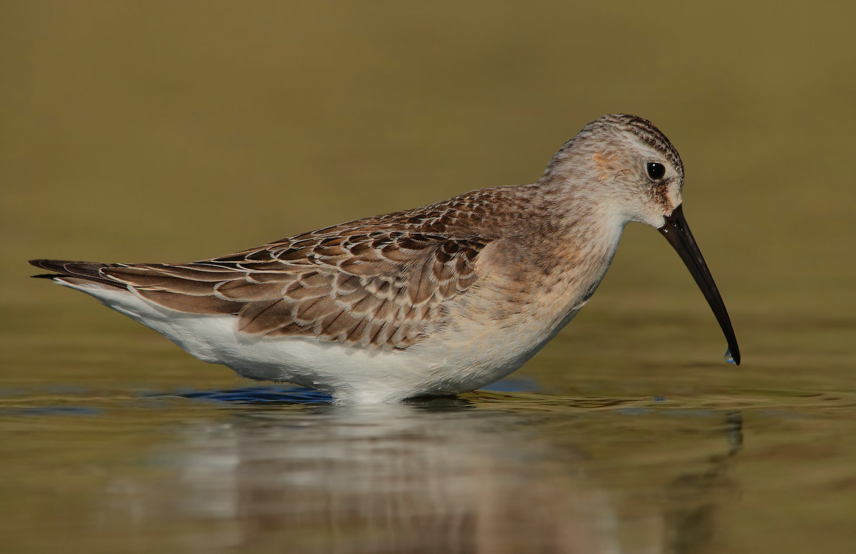 Sandpiper