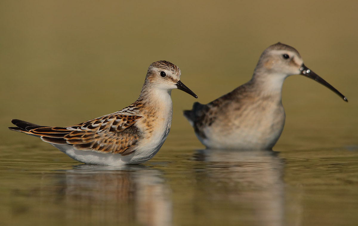 and broad-billed sandpiper