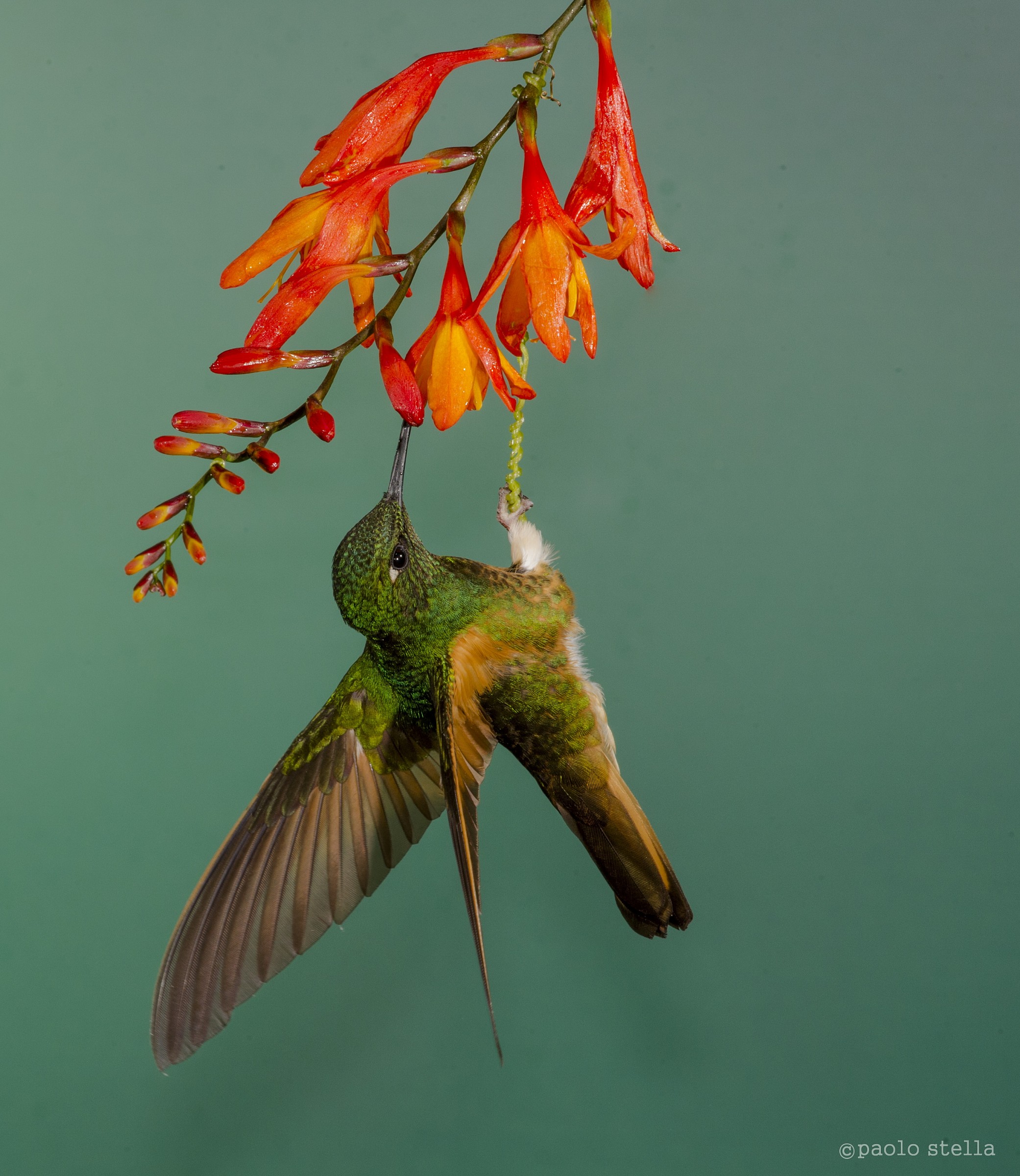 appeso-Chestnut-Bellied Hummingbird