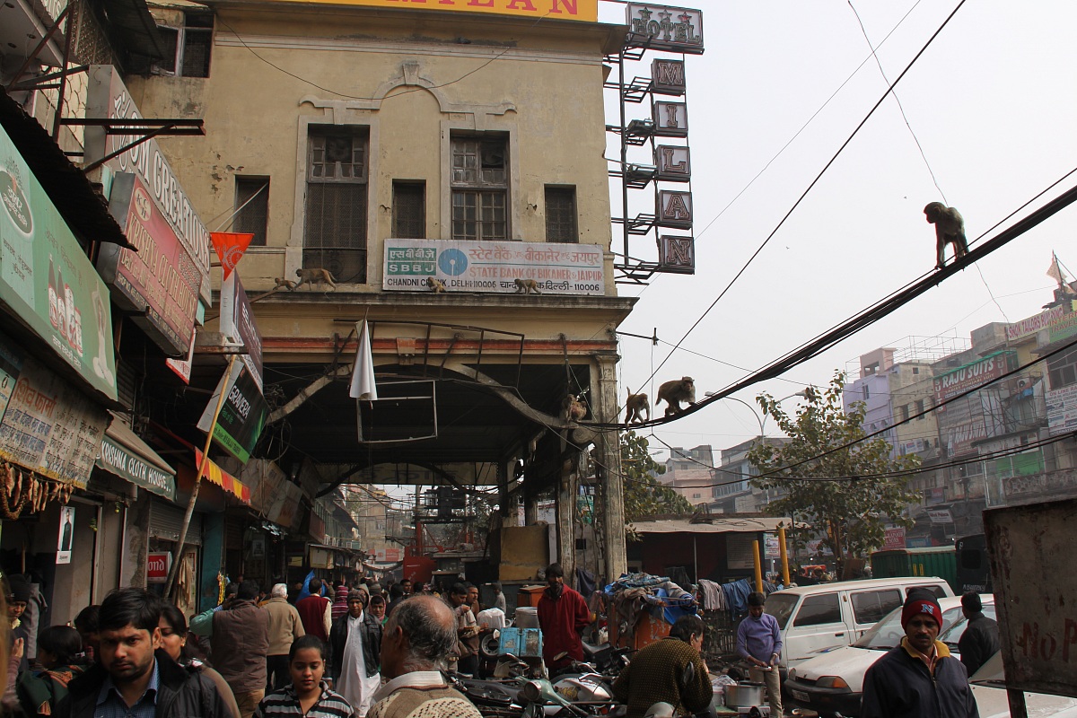 monkeys in old town Delhi