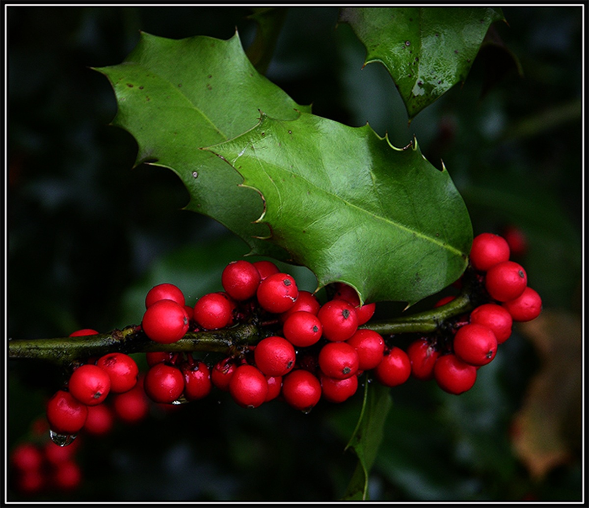 auguri a juza ed a tutti