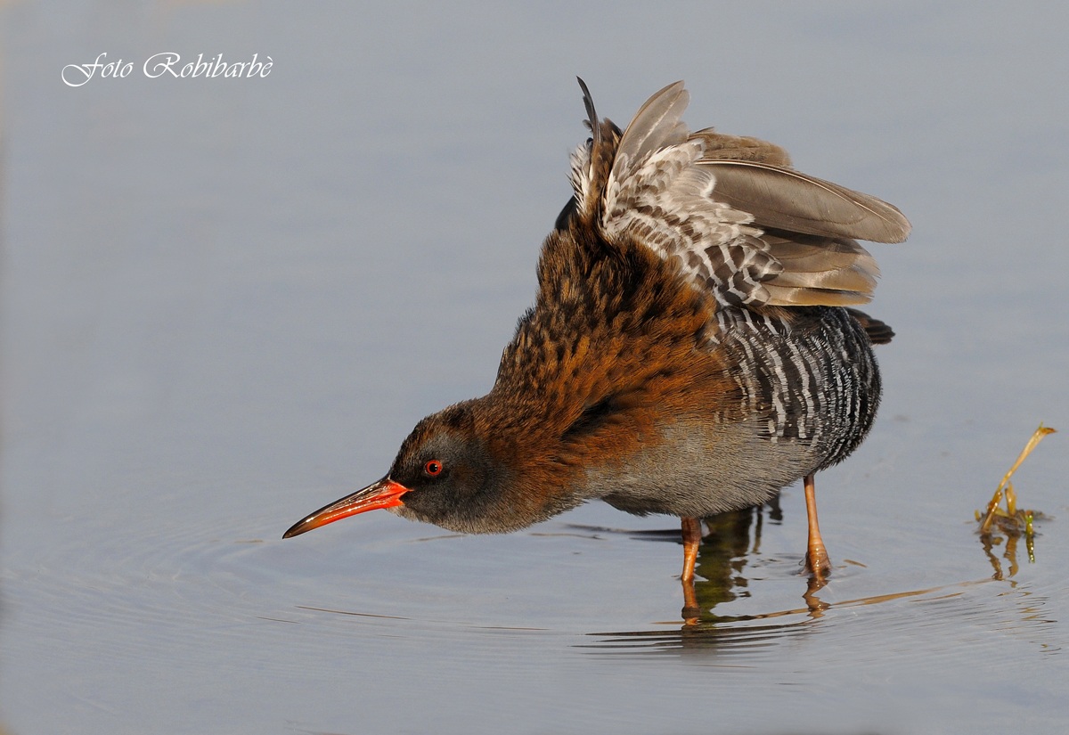 Porciglione...in stretcing.....