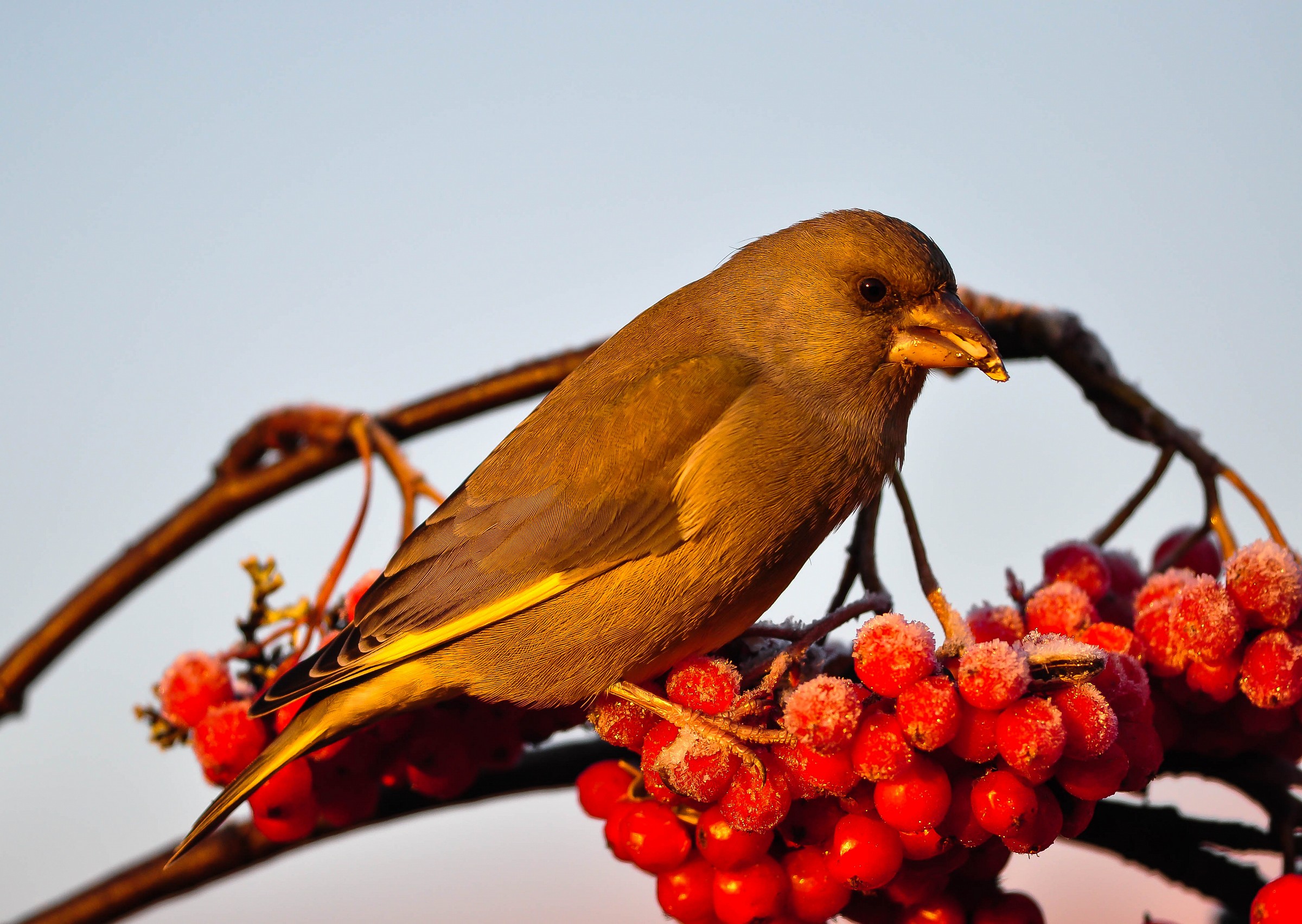 Verdone baciato dal sole