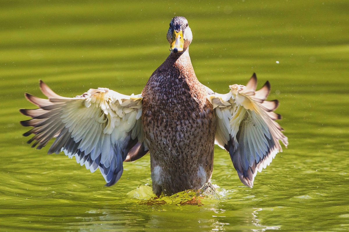 Come here, I'll wait!