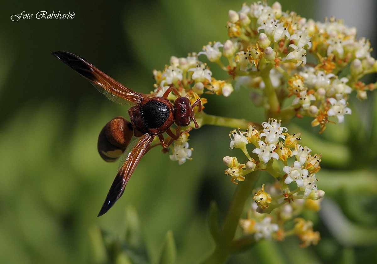 Ricordo d'estate .....