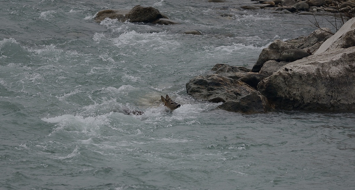 Roe deer in the middle of the current.