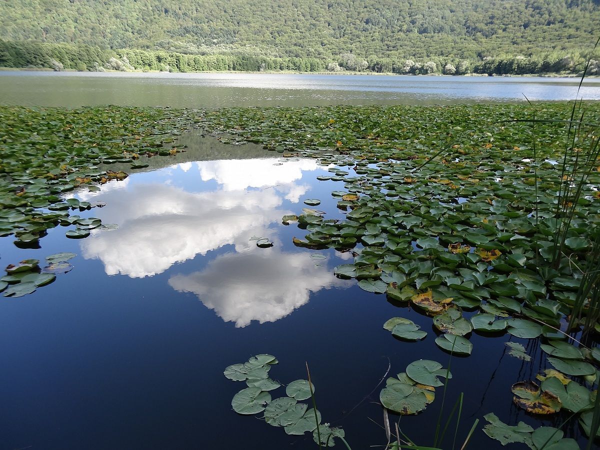 Large lake Monticchio and water lilies