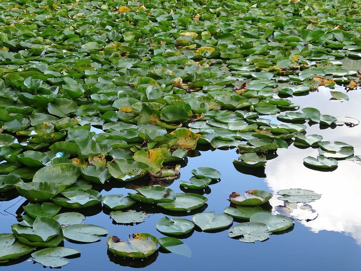 The great lake of water lilies and Monticchio 2