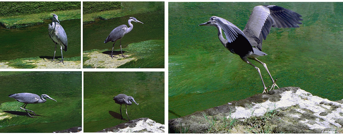 A hunting .... a minnow ... and away!