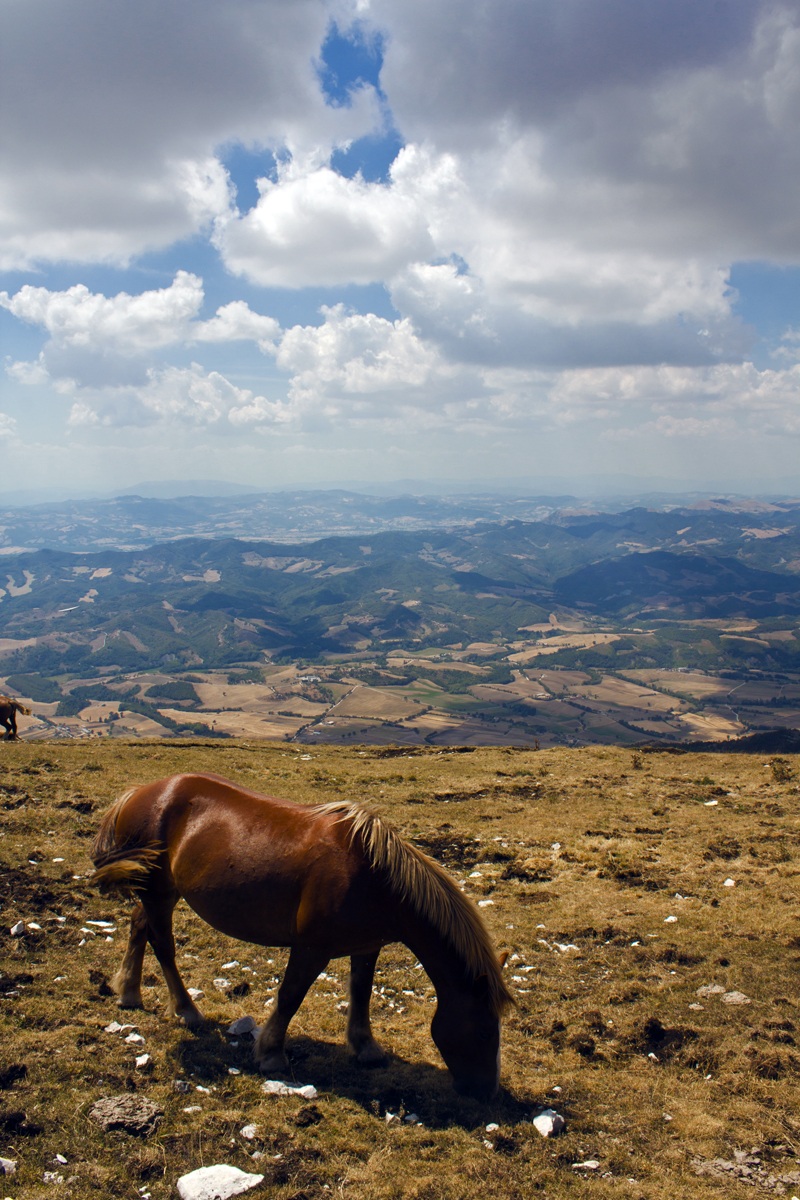 Grazing on the Monte Cucco
