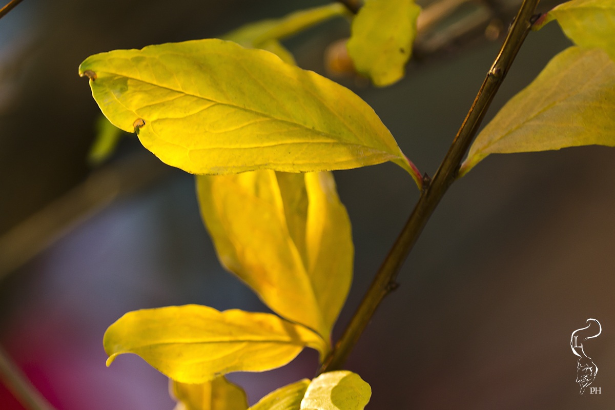 Colours of the December Morning