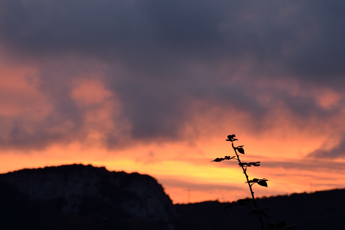 Il gigante e la rosa