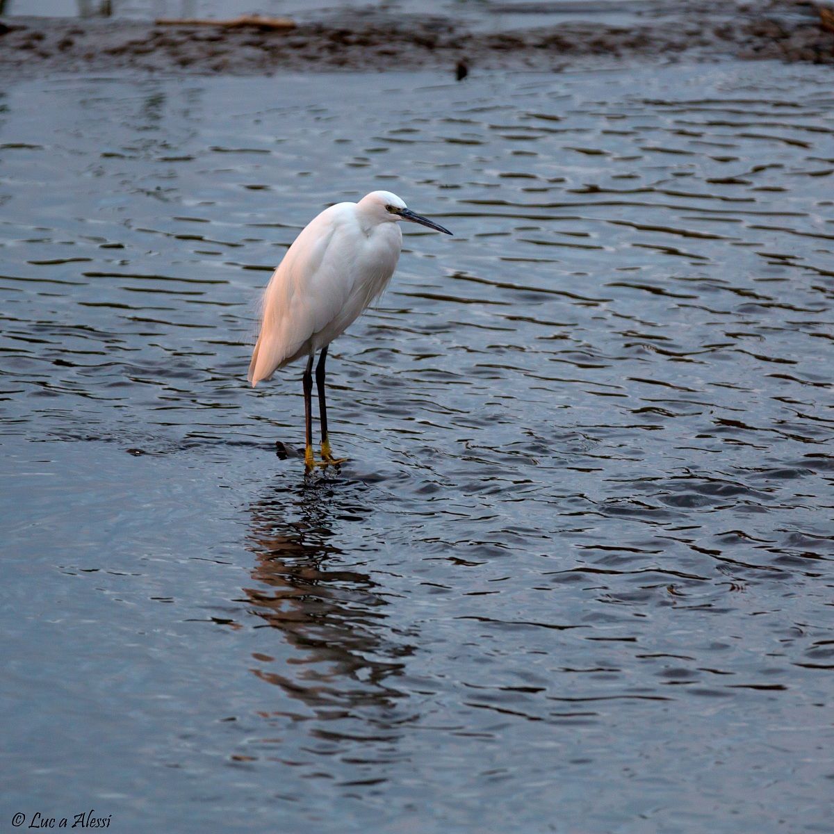 Heron or Egret?