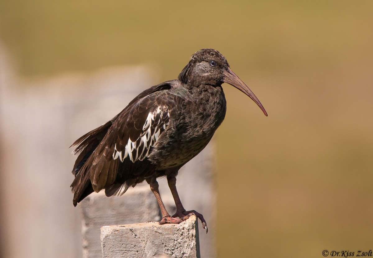 Wattled Ibis