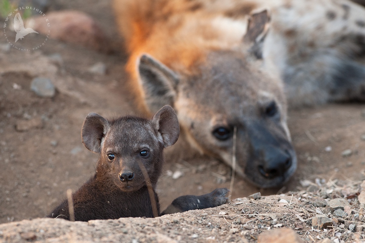 under the watchful eye of the mother
