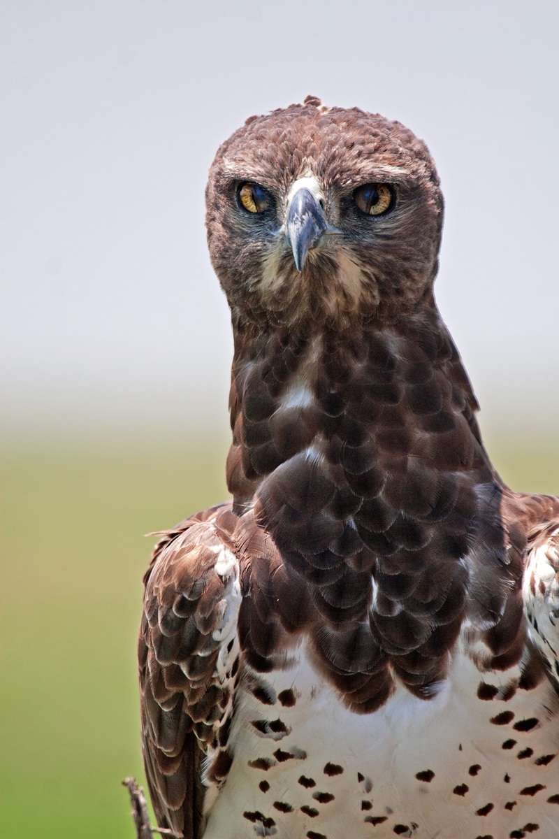 Polemaetus bellicosus