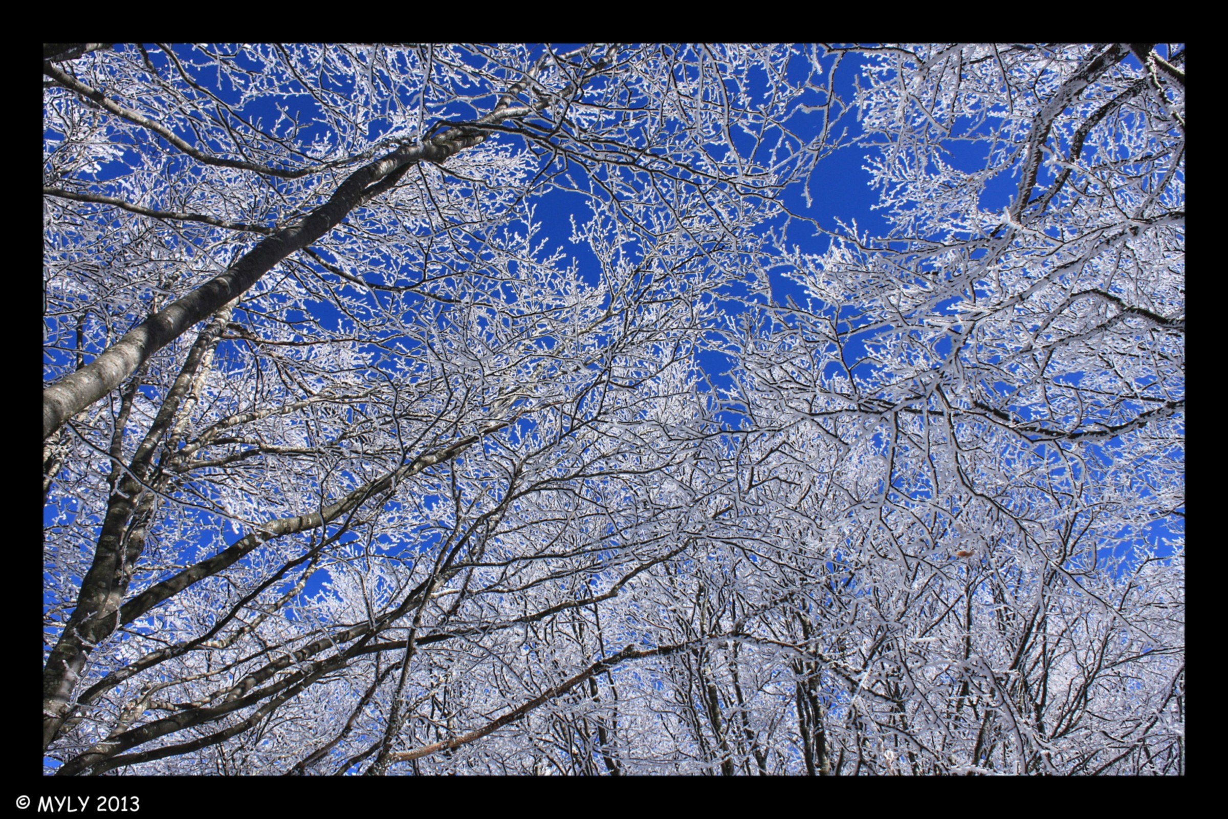 passegggiando fra i boschi
