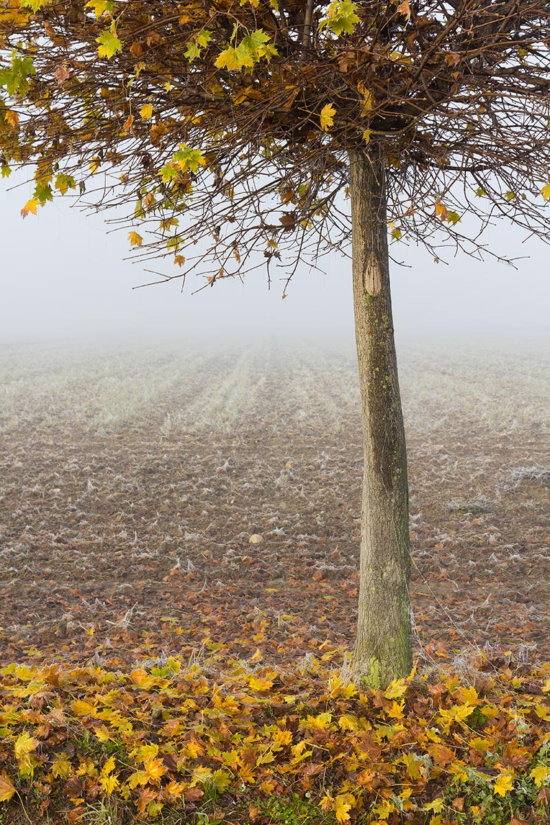 In the mists of Novara plain