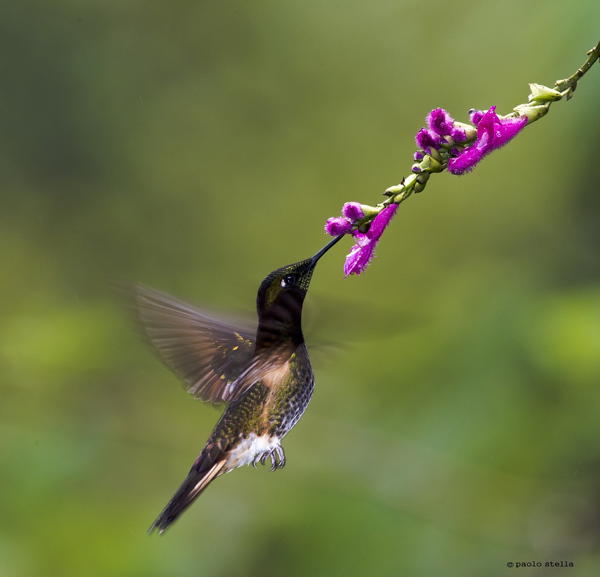 Fawn-breasted Brilliant (Heliodoxa rubinoides)