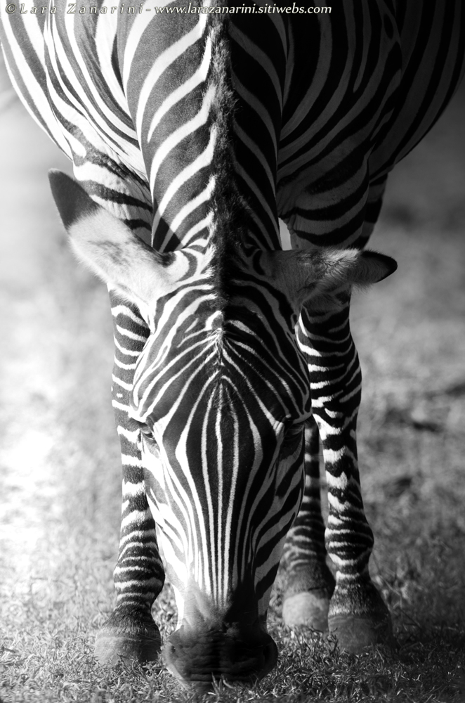 Arpege des Noirs et des Blancs