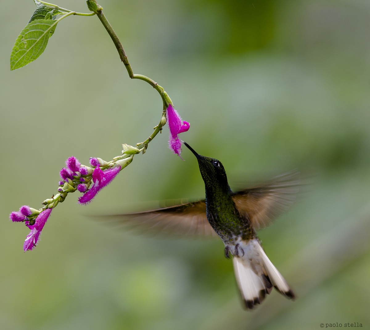 Fawn-breasted Brilliant (Heliodoxa rubinoides)