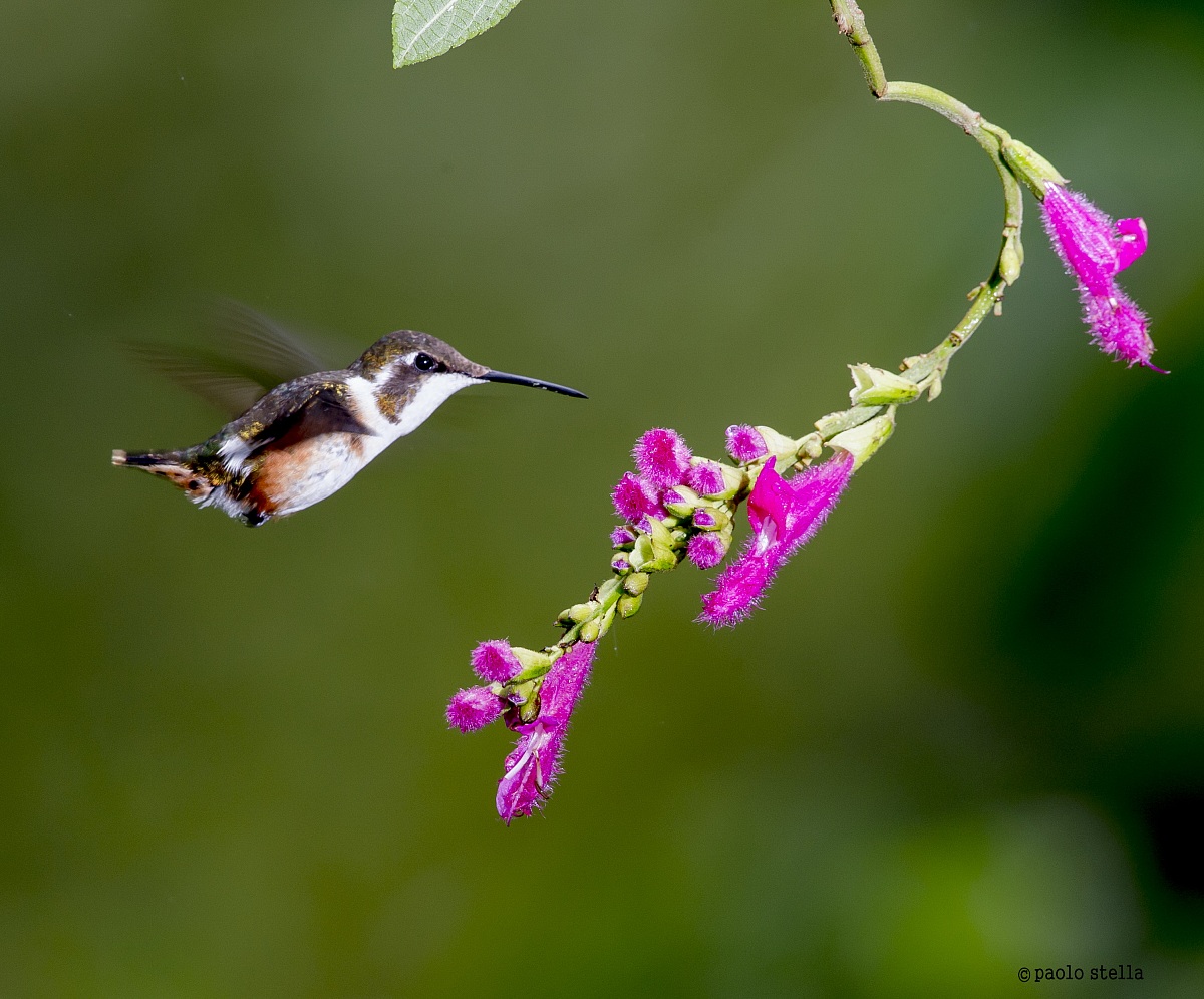 Purple-throated Woodstar