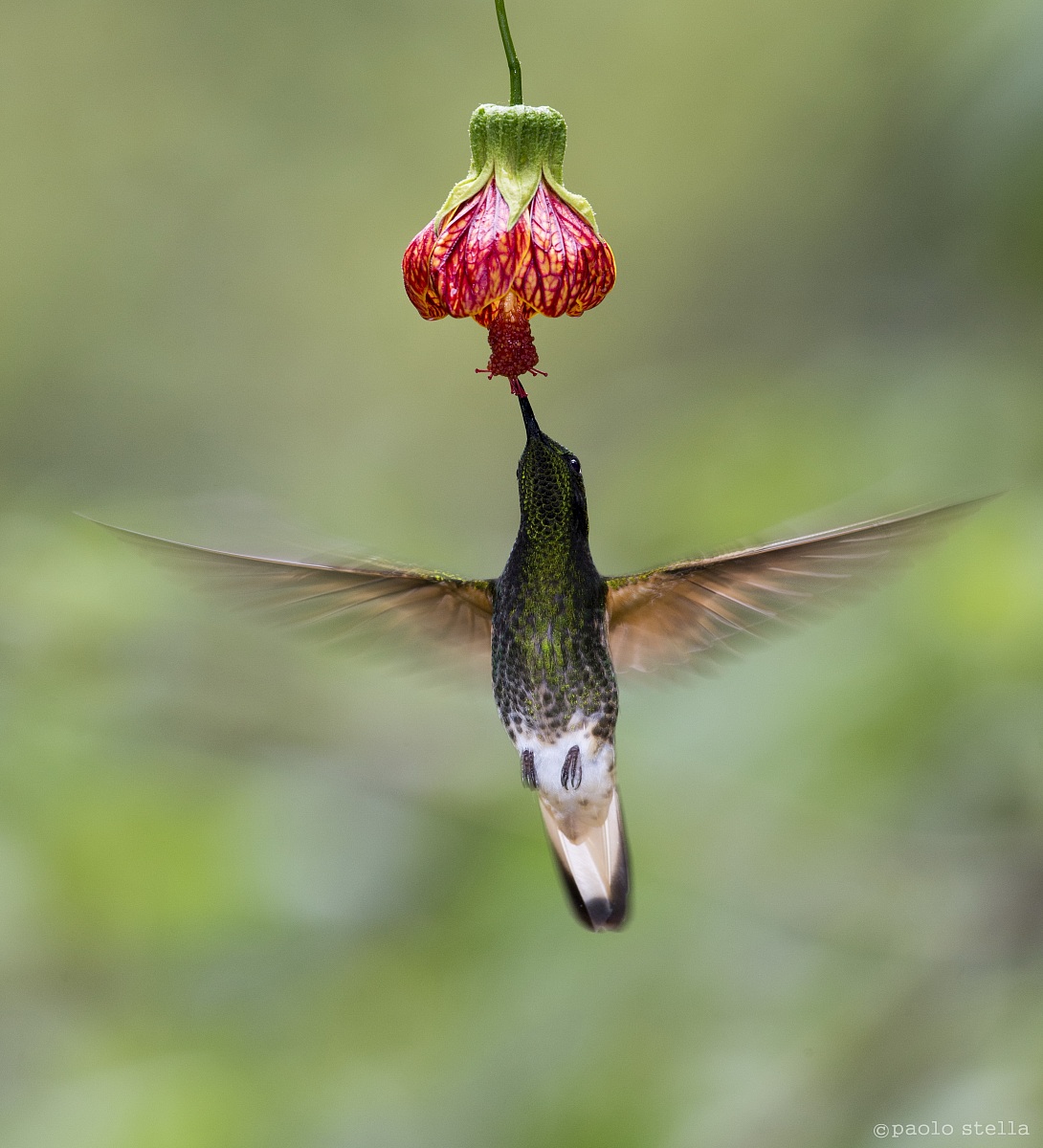 Fawn-breasted Brilliant