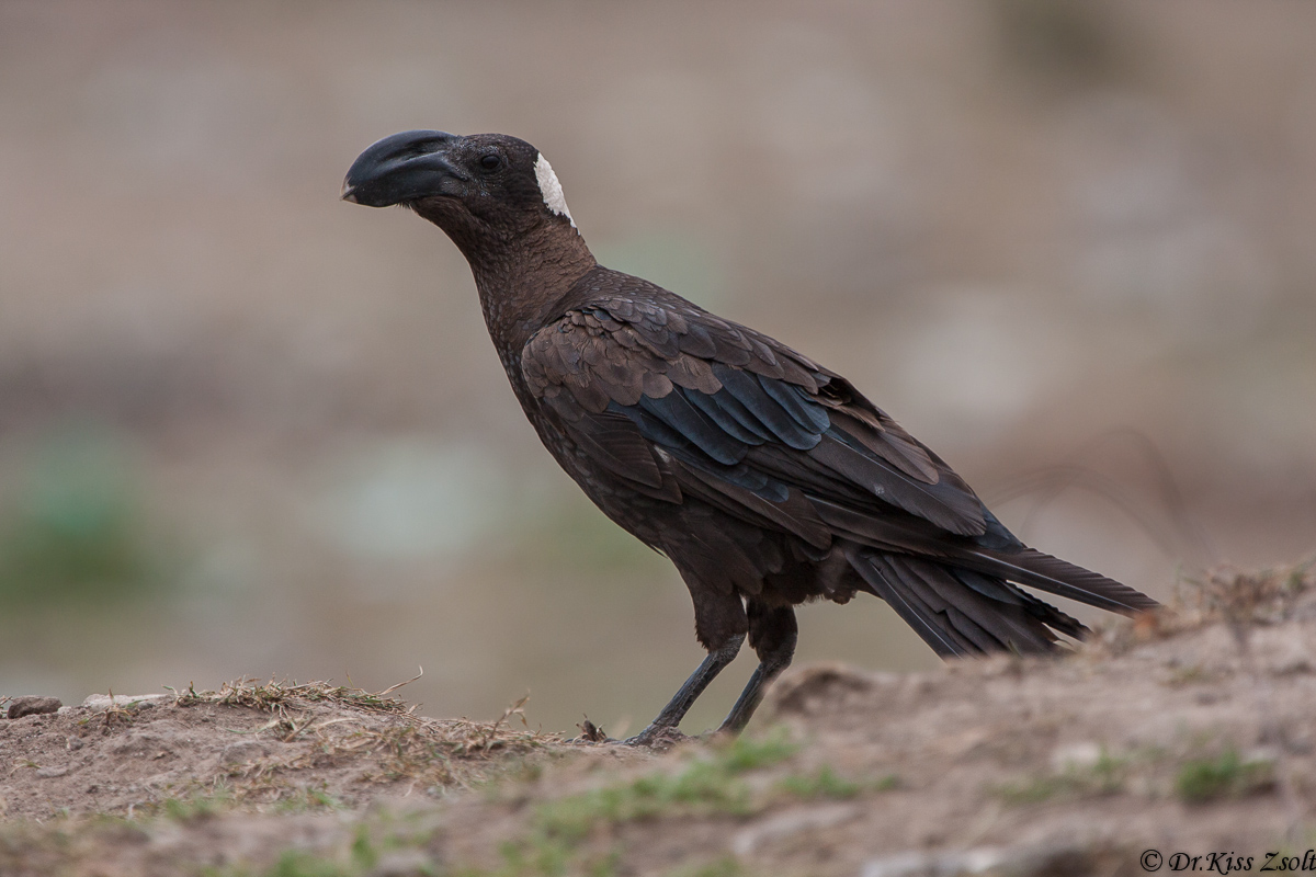 Spesso-fatturato Raven