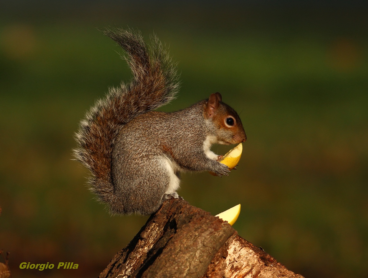 scoiattolo