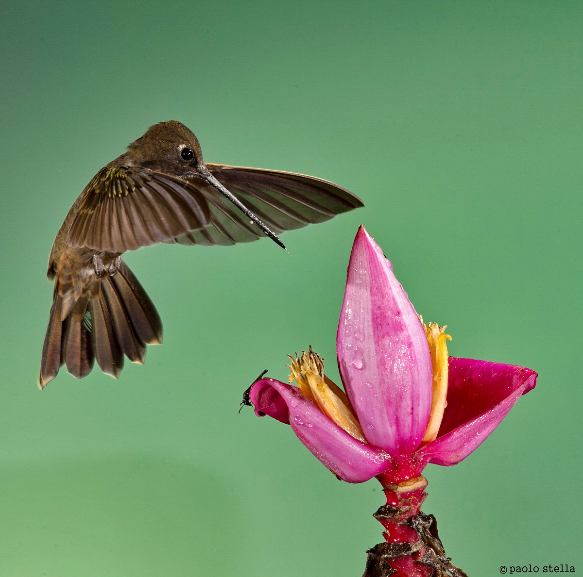 Brown Inca (Coeligena wilsoni)