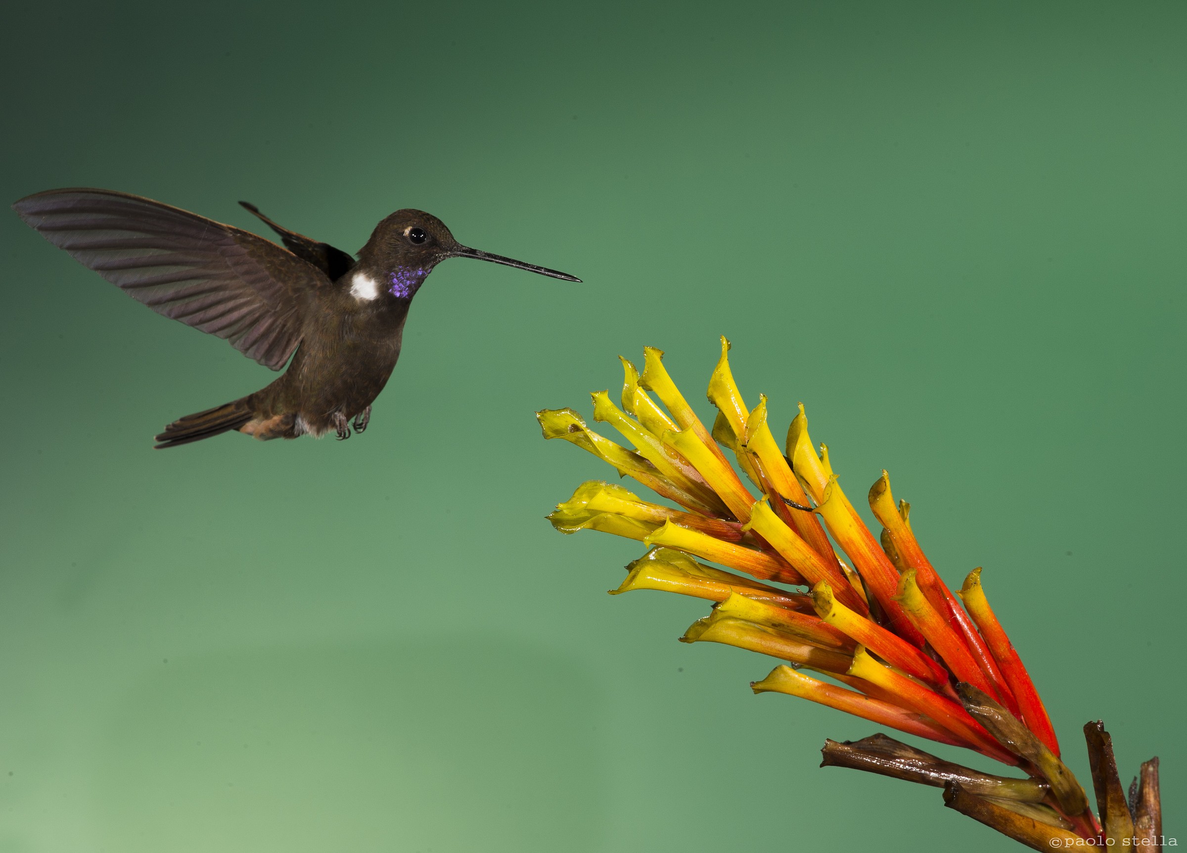 Brown Inca (Coeligena wilsoni)